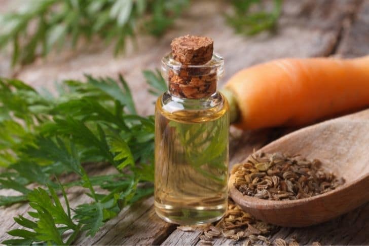 Aceite esencial de zanahoria en botellita de cristal junto a semillas de zanahoria en cuchara de madera y una zanahoria