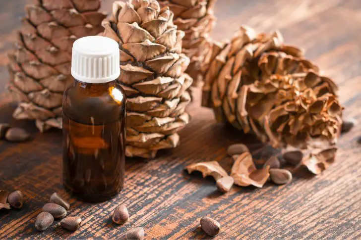 Aceite esencial de pino para mezclas de difusor para invierno.